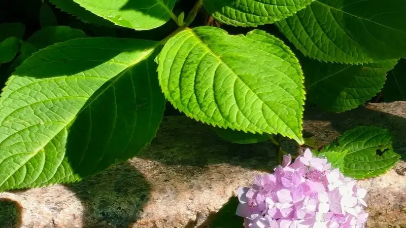 4 座藏在市北街巷的避暑山头,暑期散步好去处