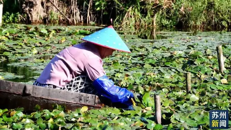 水红菱头茬尝鲜 脆甜多汁正当时