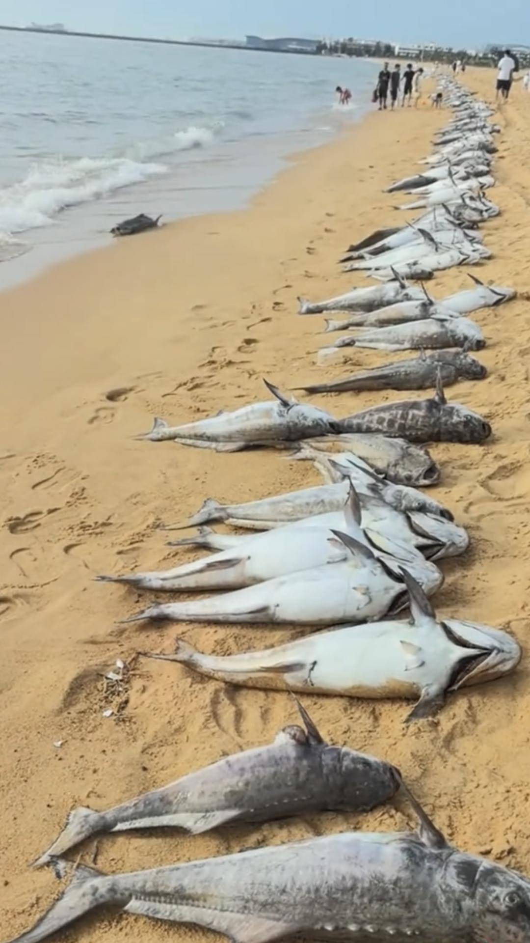 海口沙滩上出现大量死鱼 当地通报：赤潮引发养殖鱼缺氧死亡，已全面清理并无害化处置